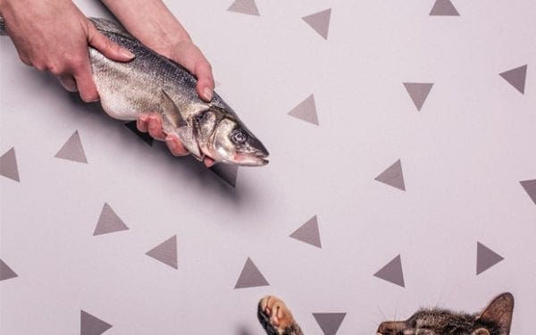 Conception et design Wordpress WooCommerce - La Fabrique de Blogs Montréal landing pages efficaces